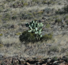 Opuntia robusta