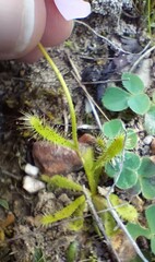 Drosera zeyheri