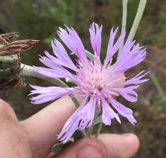 Psephellus marschallianus