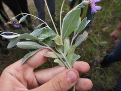 Psephellus marschallianus