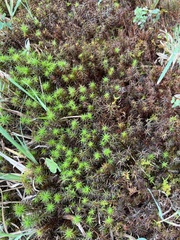 Polytrichum commune
