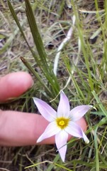 Romulea