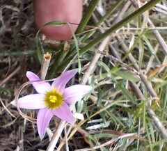 Romulea