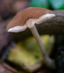 Agaricomycetes