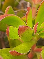 Crassula cultrata