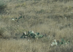 Opuntia robusta