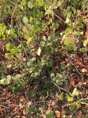 Vitis californica