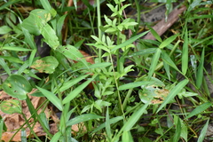 Lemini