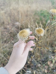 Carlina biebersteinii