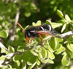 Hypodynerus vespiformis