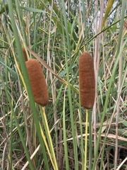 Typha laxmannii