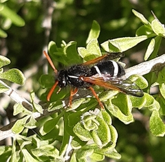 Hypodynerus vespiformis