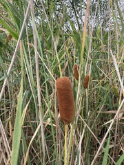 Typha laxmannii