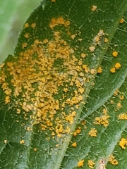 Coleosporium solidaginis