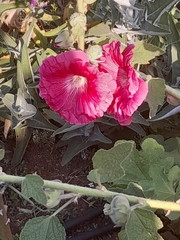 Alcea rosea