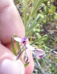 Polygala affinis