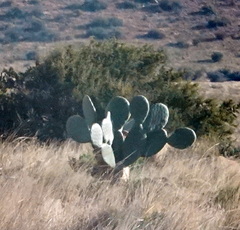 Opuntia robusta