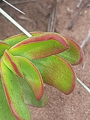Crassula cultrata