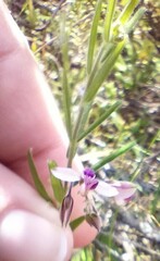 Polygala affinis