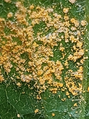 Coleosporium solidaginis