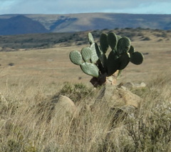 Opuntia robusta
