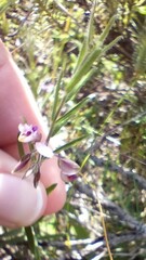 Polygala affinis