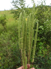 Phleum phleoides