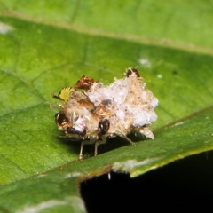 Ceraeochrysa