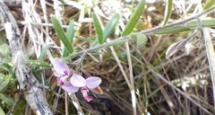 Polygala affinis