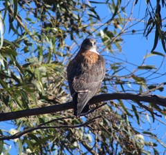 Geranoaetus polyosoma polyosoma