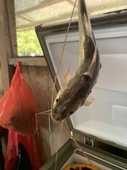 Siluriformes