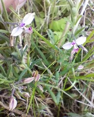 Polygala affinis