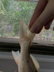 Siluriformes