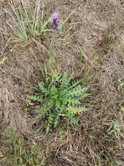 Cirsium palustre