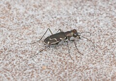 Cicindela tenuisignata