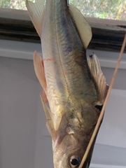 Siluriformes