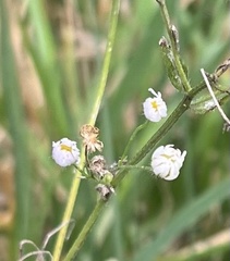 Erigeron