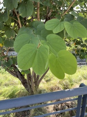 Bauhinia