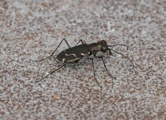 Cicindela tenuisignata