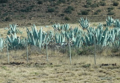 Agave americana