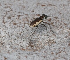 Eunota circumpicta