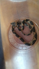 Leptodeira splendida