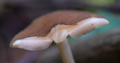 Agaricomycetes