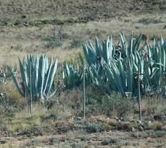 Agave americana