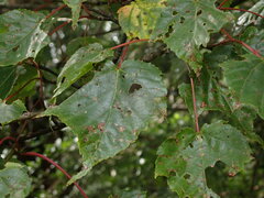 Acer morrisonense