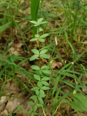 Cruciata glabra