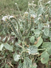 Heliotropium europaeum