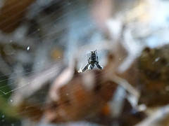 Uloborus