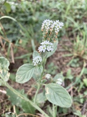 Heliotropium europaeum