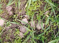 Stellaria media